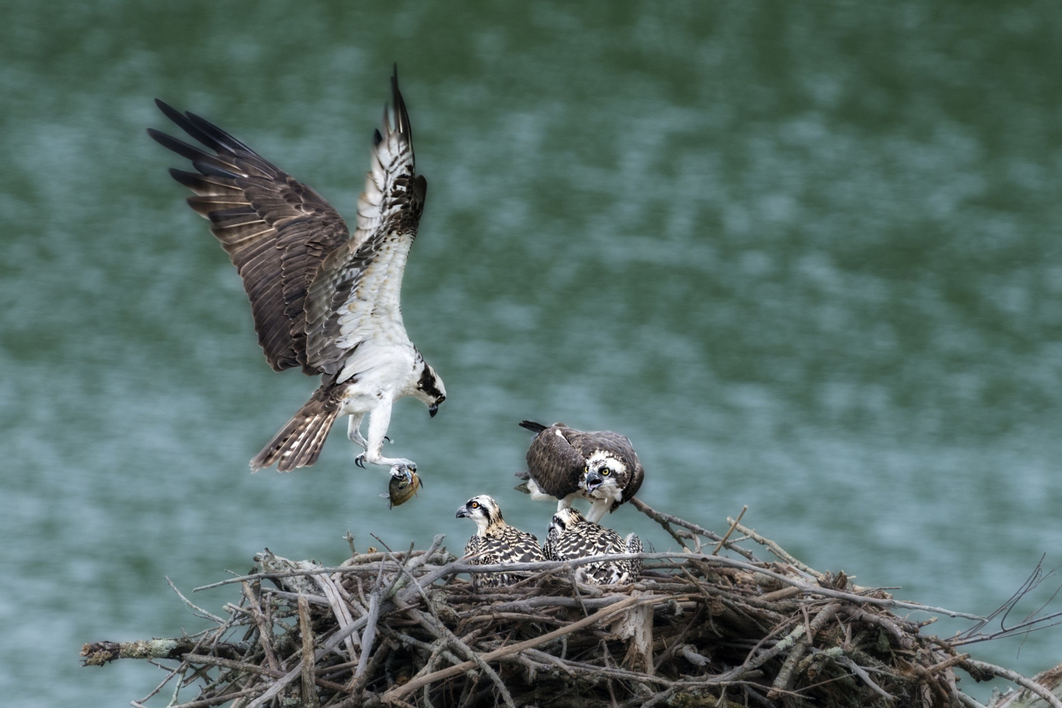 Águila pescadora en su nido