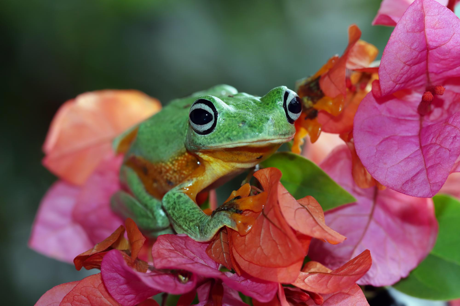 Los colores de la naturaleza