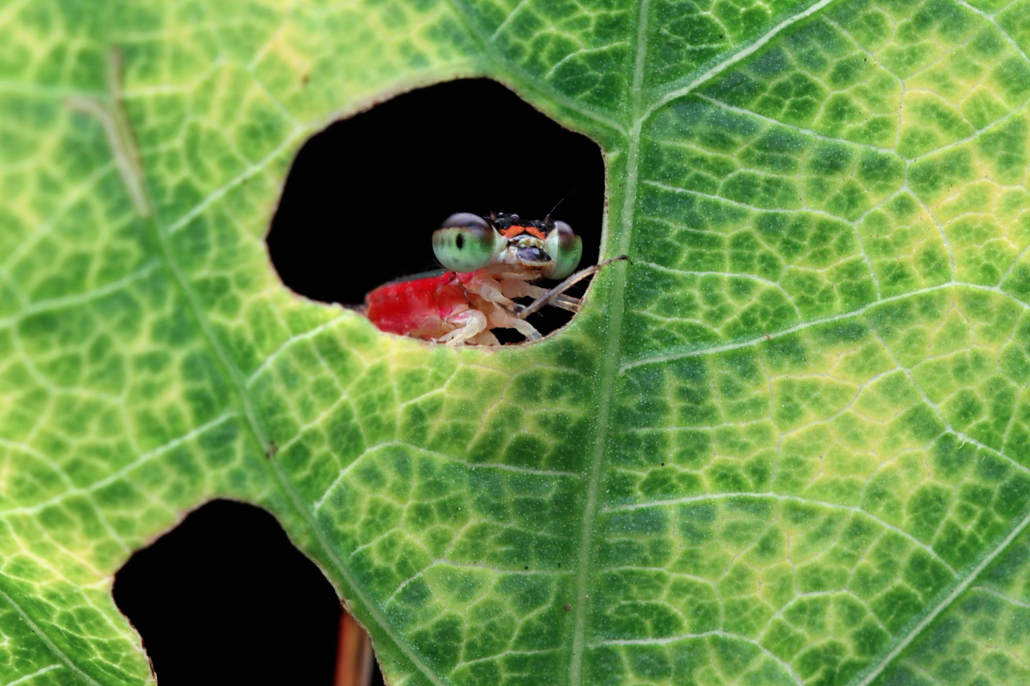 Insecto en su micromundo